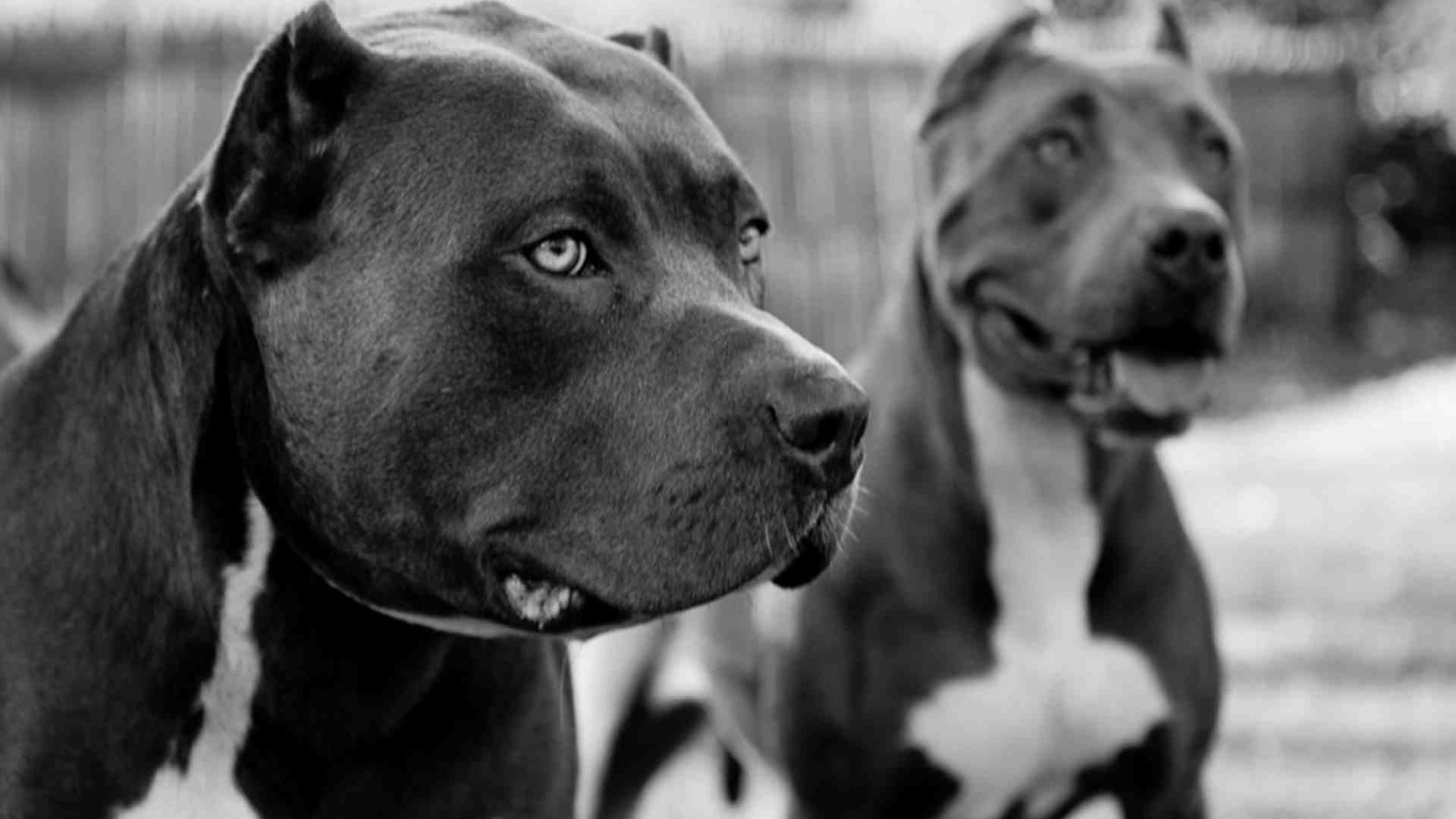 Пара черных питбулей