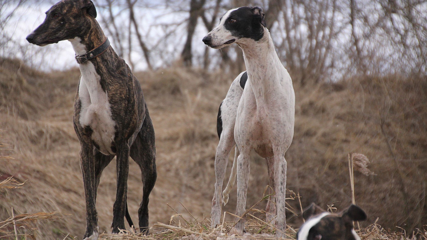 Пара борзых на охоте