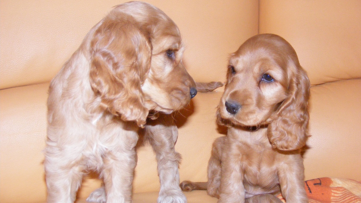 Пара щенков английского кокер спаниеля