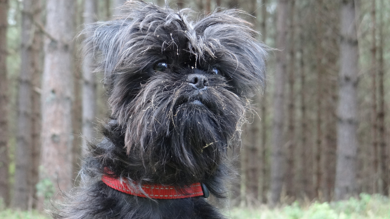 Аффенпинчер на фоне деревьев