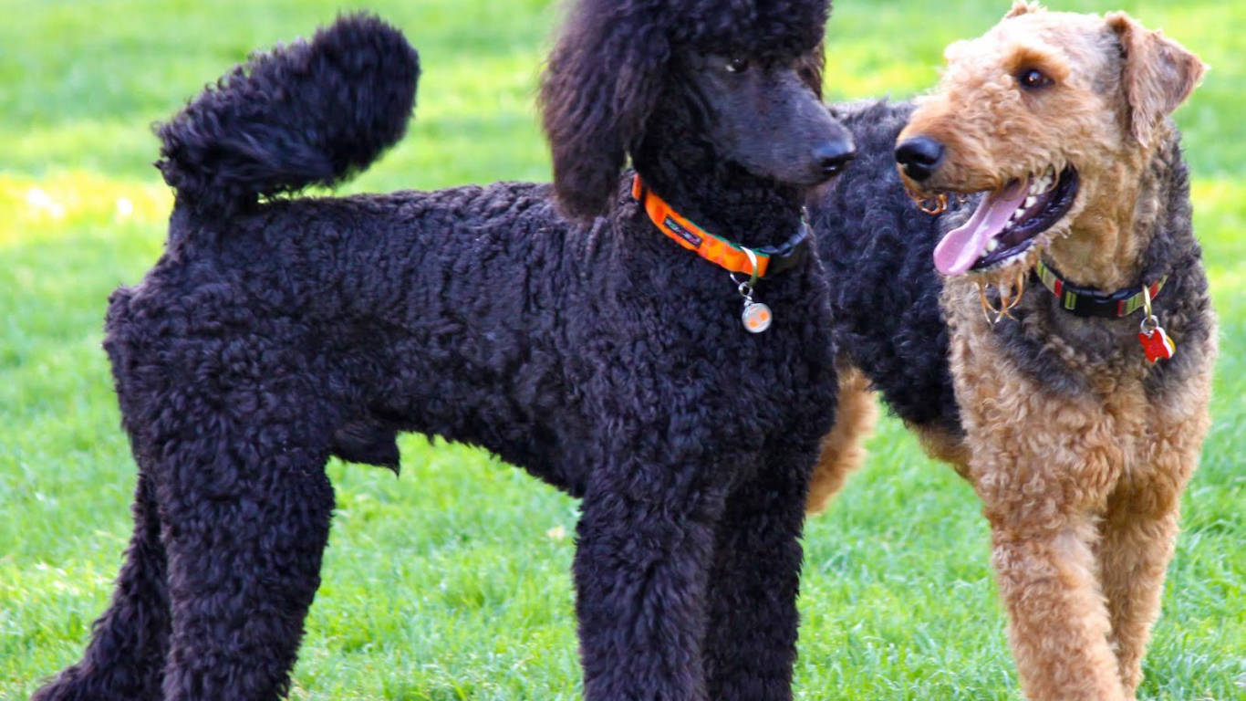 Эрдельтерьер и пудель