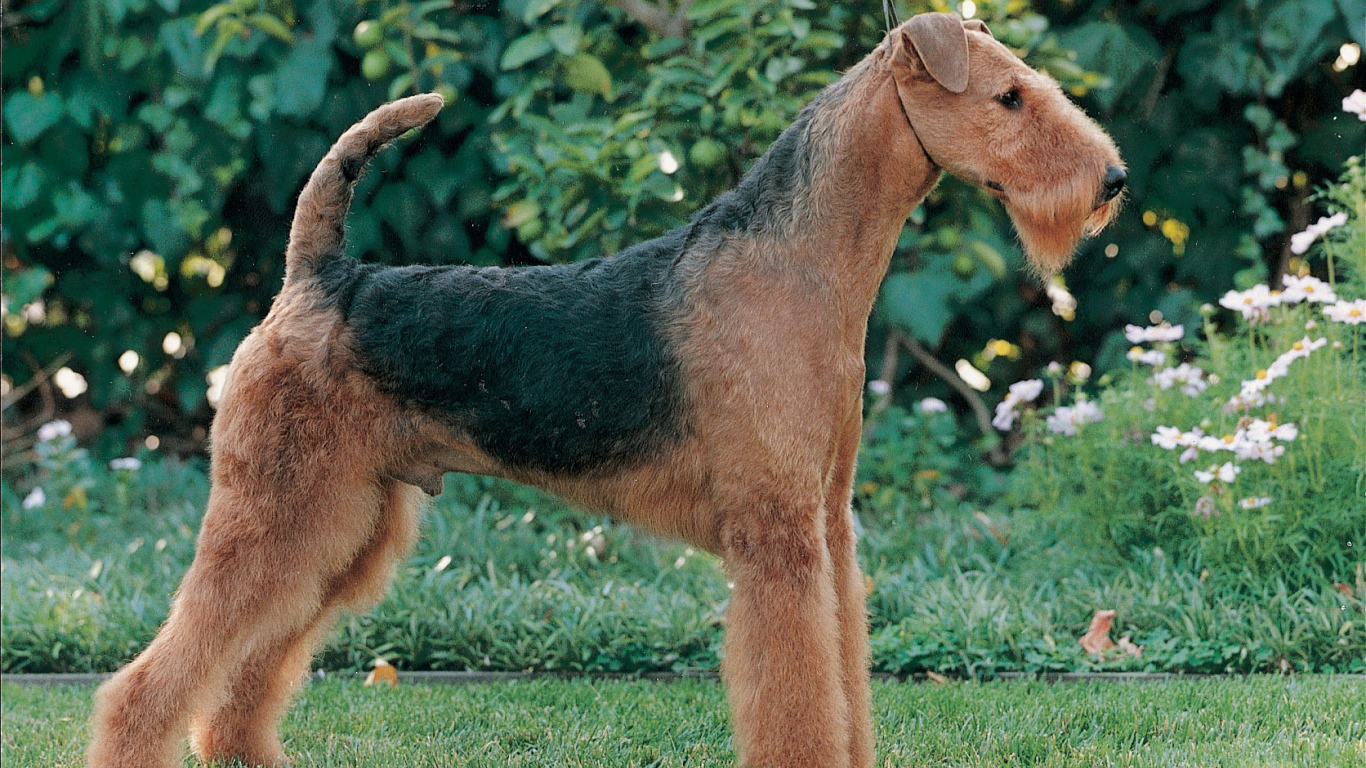 Эрдельтерьер на фоне зелени