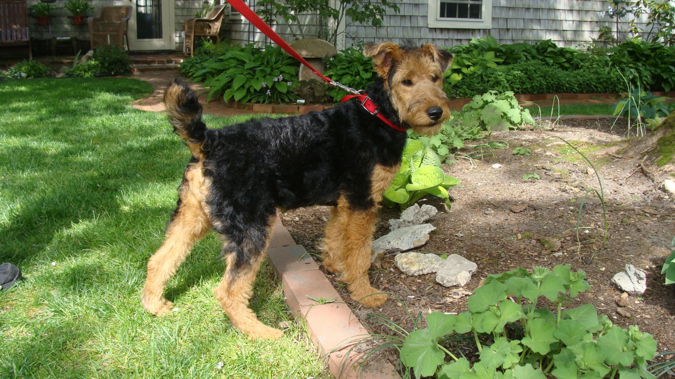 Щенок эрдельтерьера на прогулке