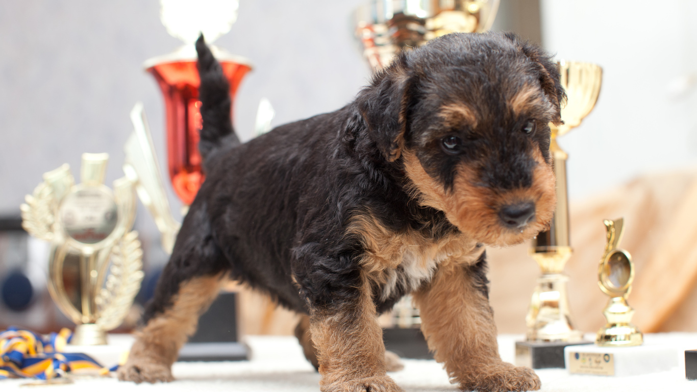 Щенок эрдельтерьера учится ходить