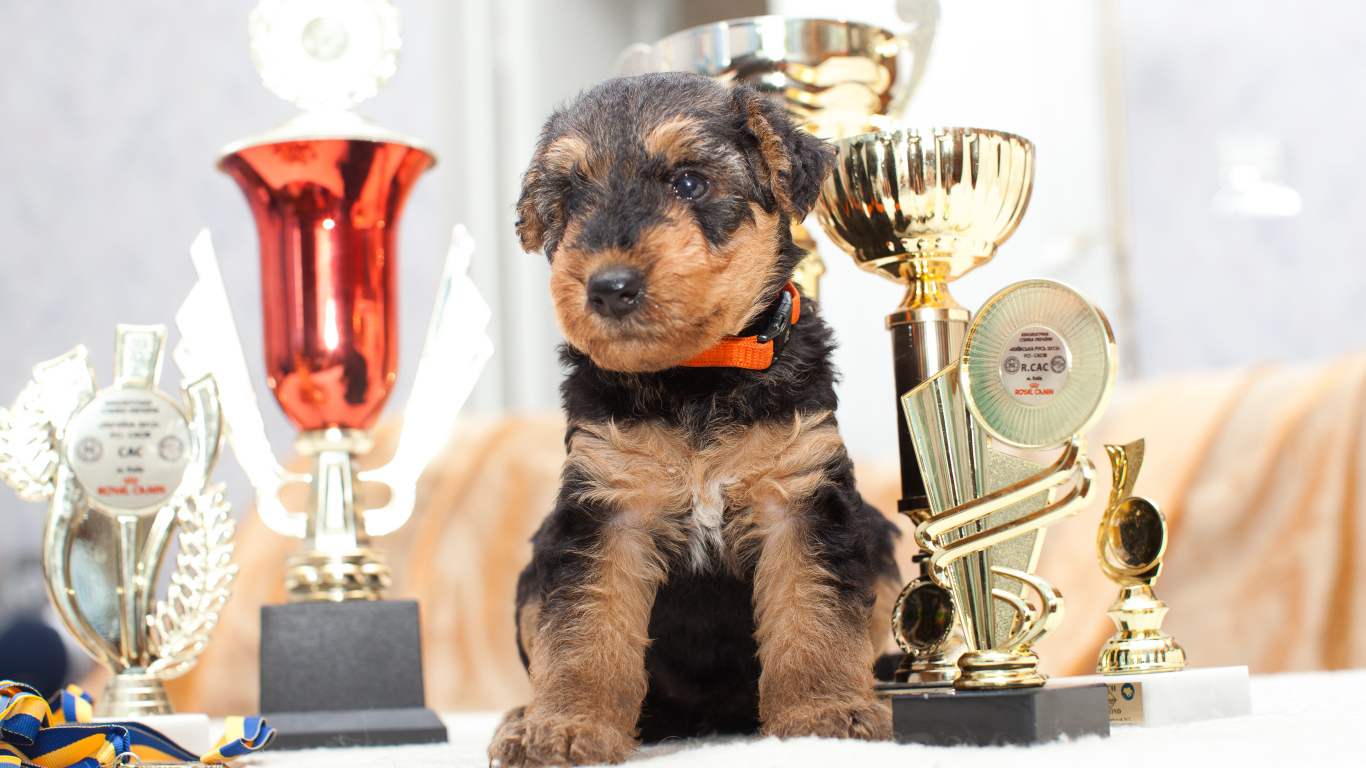 Щенок эрдельтерьера с наградами