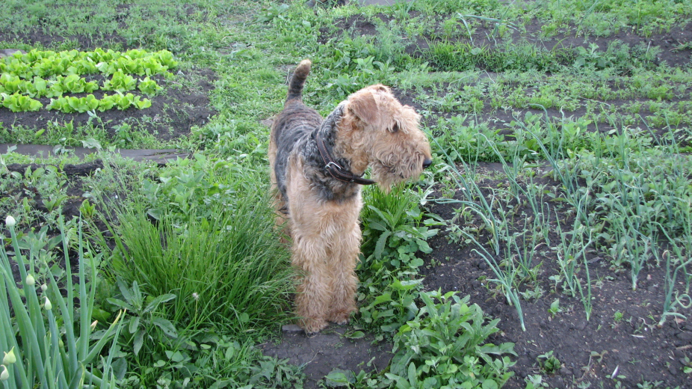 Собака эрдельтерьер в огороде