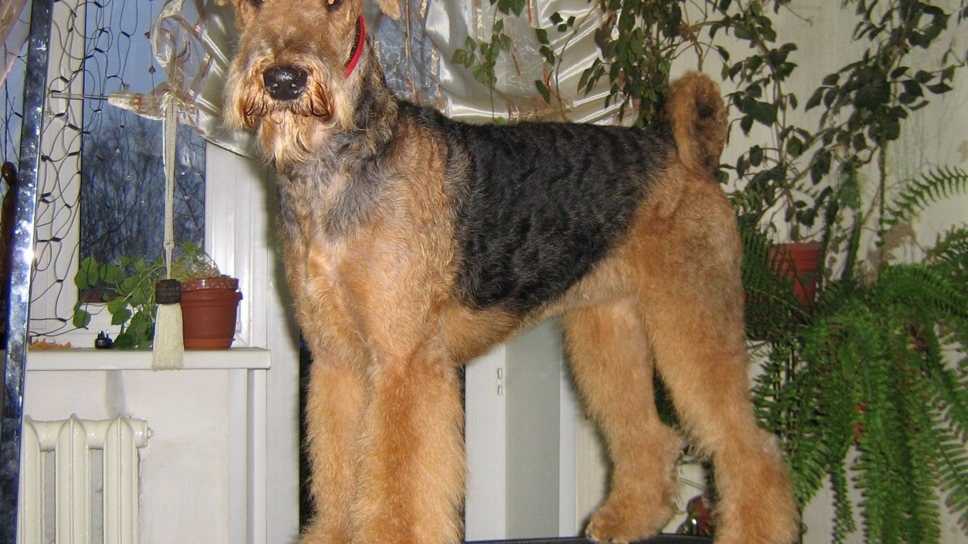 Собака эрдельтерьер на столе