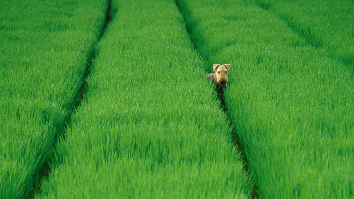 Эрдельтерьер в зеленых полях