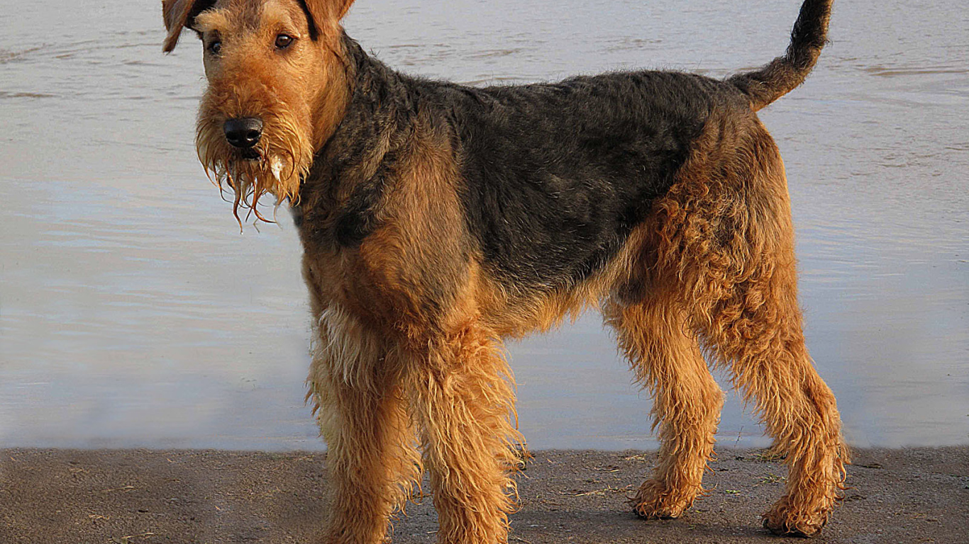 Мокрый эрдельтерьер у воды
