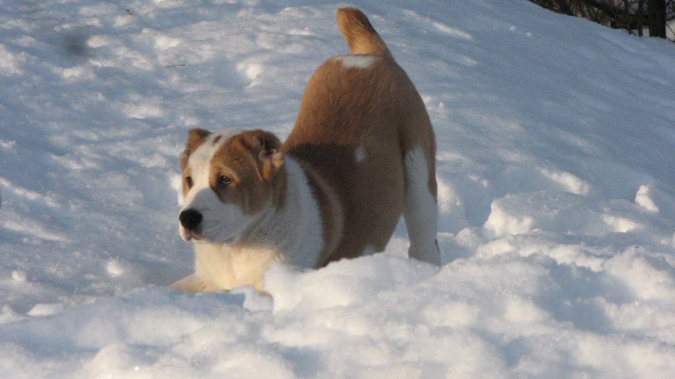 Алабай в сугробе