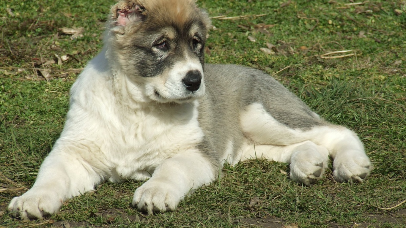Щенок алабая на траве