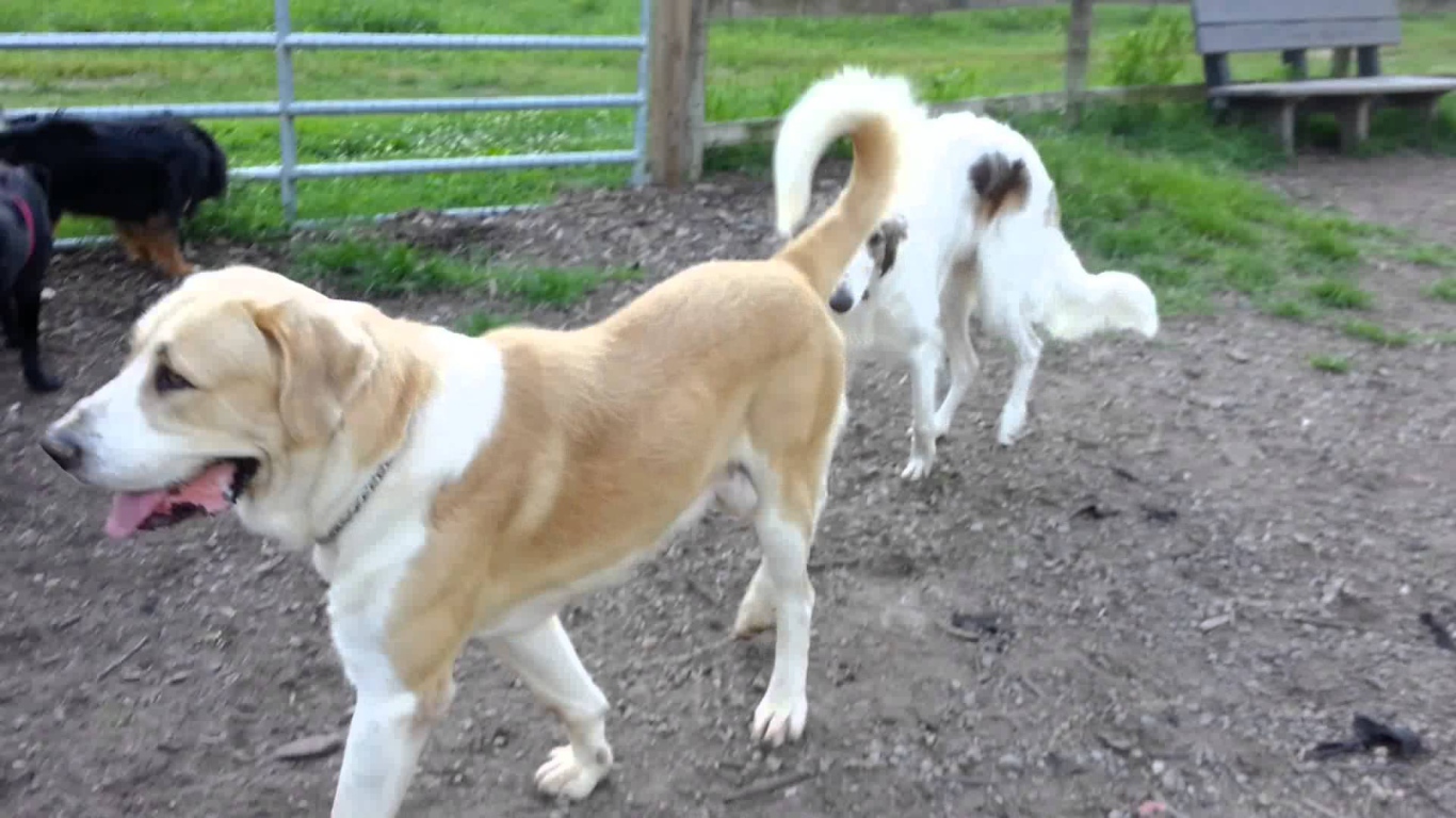 Алабай гуляет во дворе