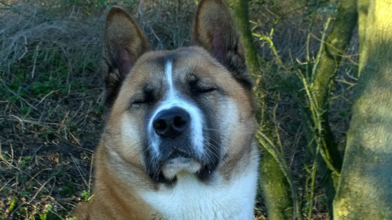 Американская акита прикрыла глаза