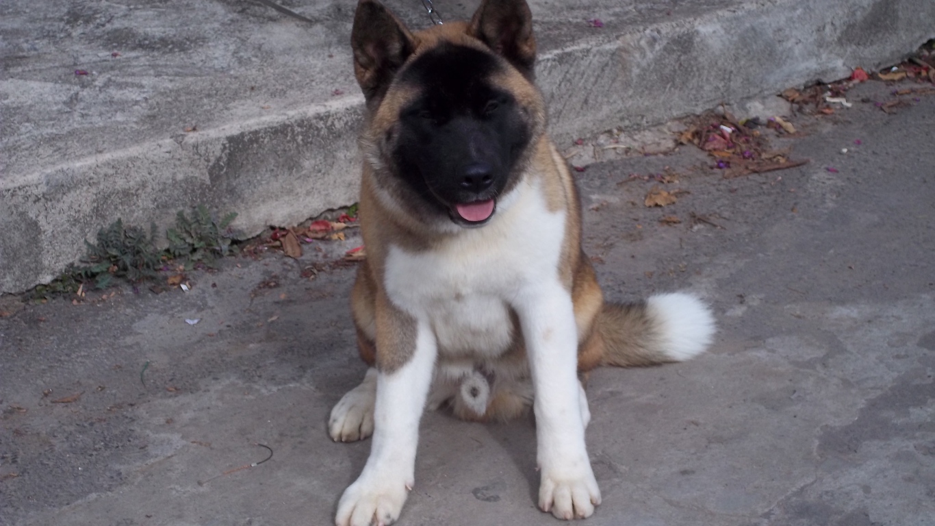 Американская акита сидит на цепи