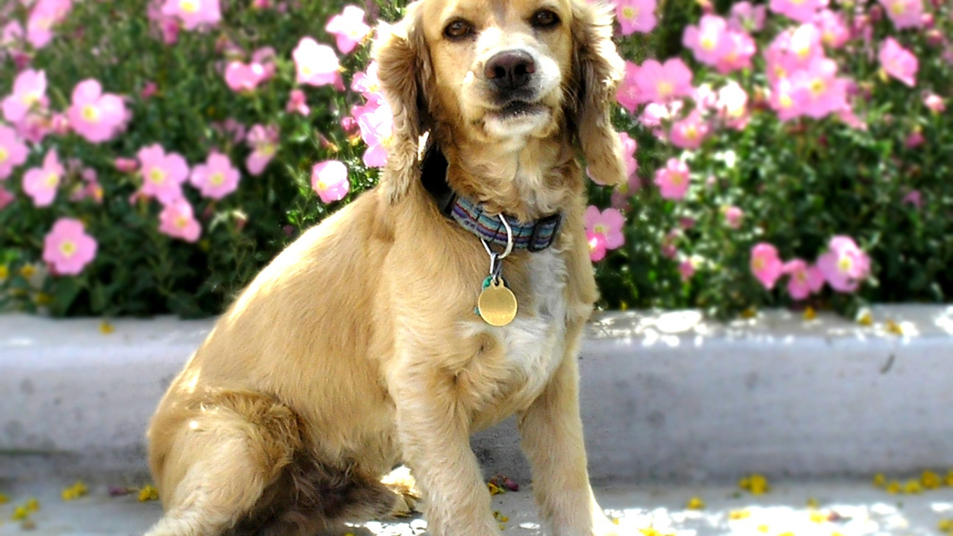 Американский кокер спаниель в цветах