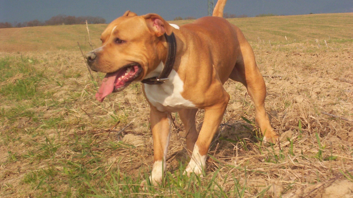 Американский стаффордширский терьер на прогулке