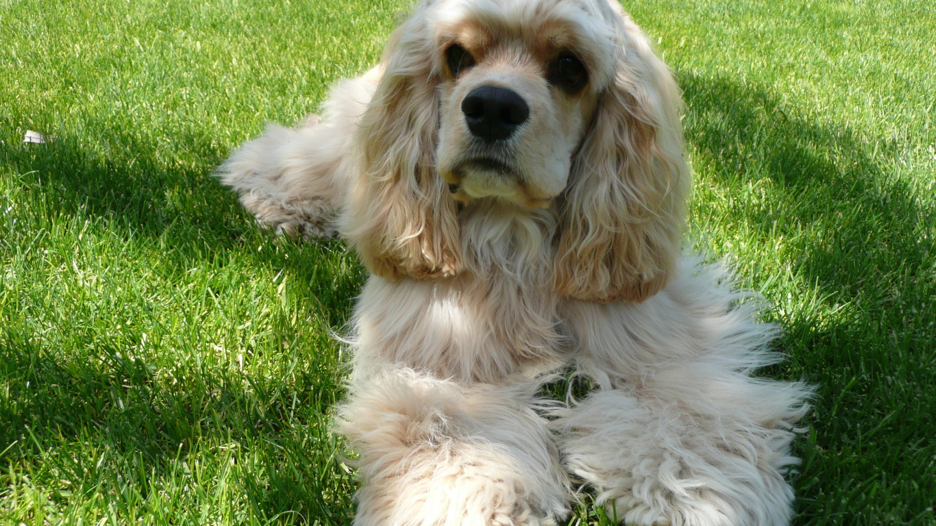 Американский кокер спаниель лежит на траве