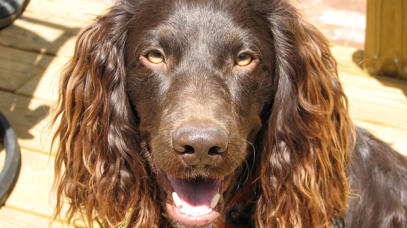 Американский водяной спаниель