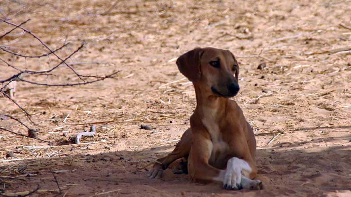Азавак сидит в тени дерева