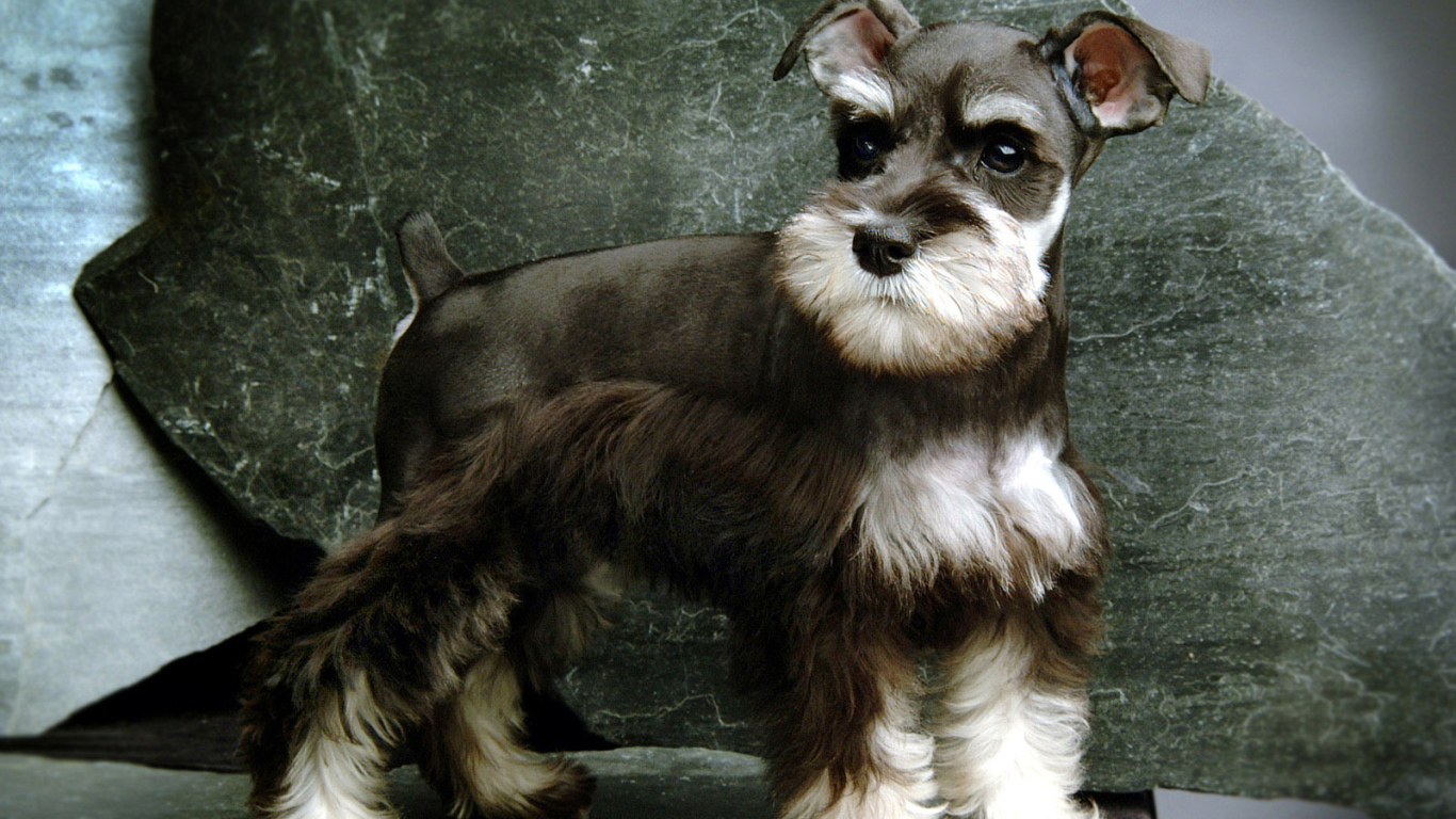 Малыш пес шнауцер