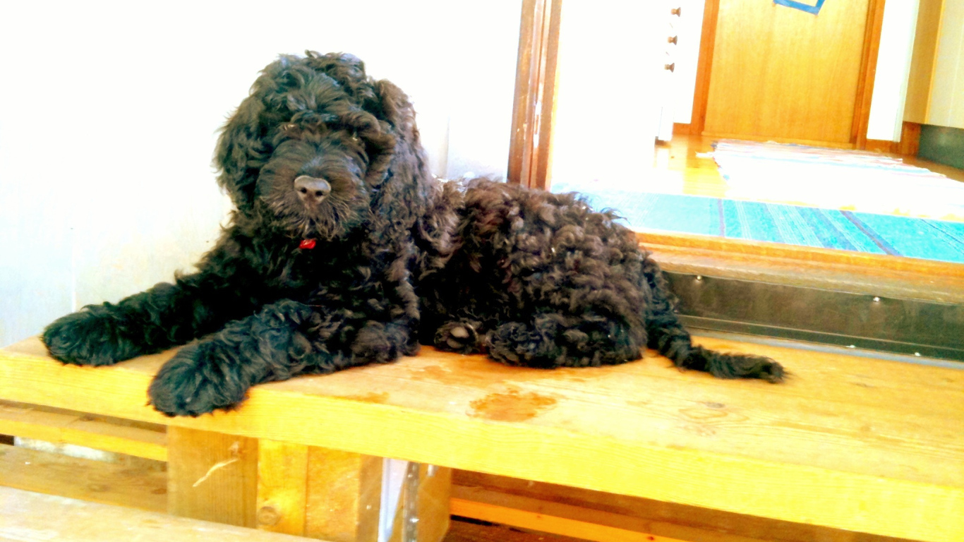 Барбет лежит на пороге