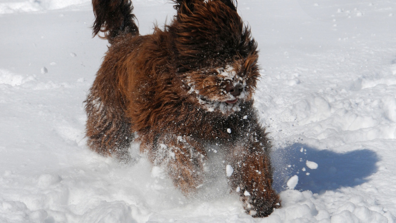 Барбет бежит по снегу