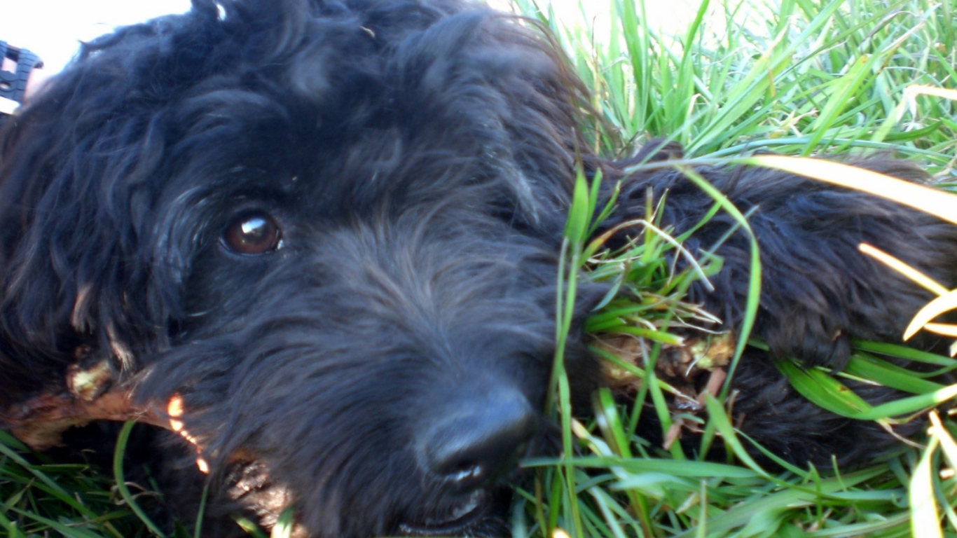 Барбет лежит в траве