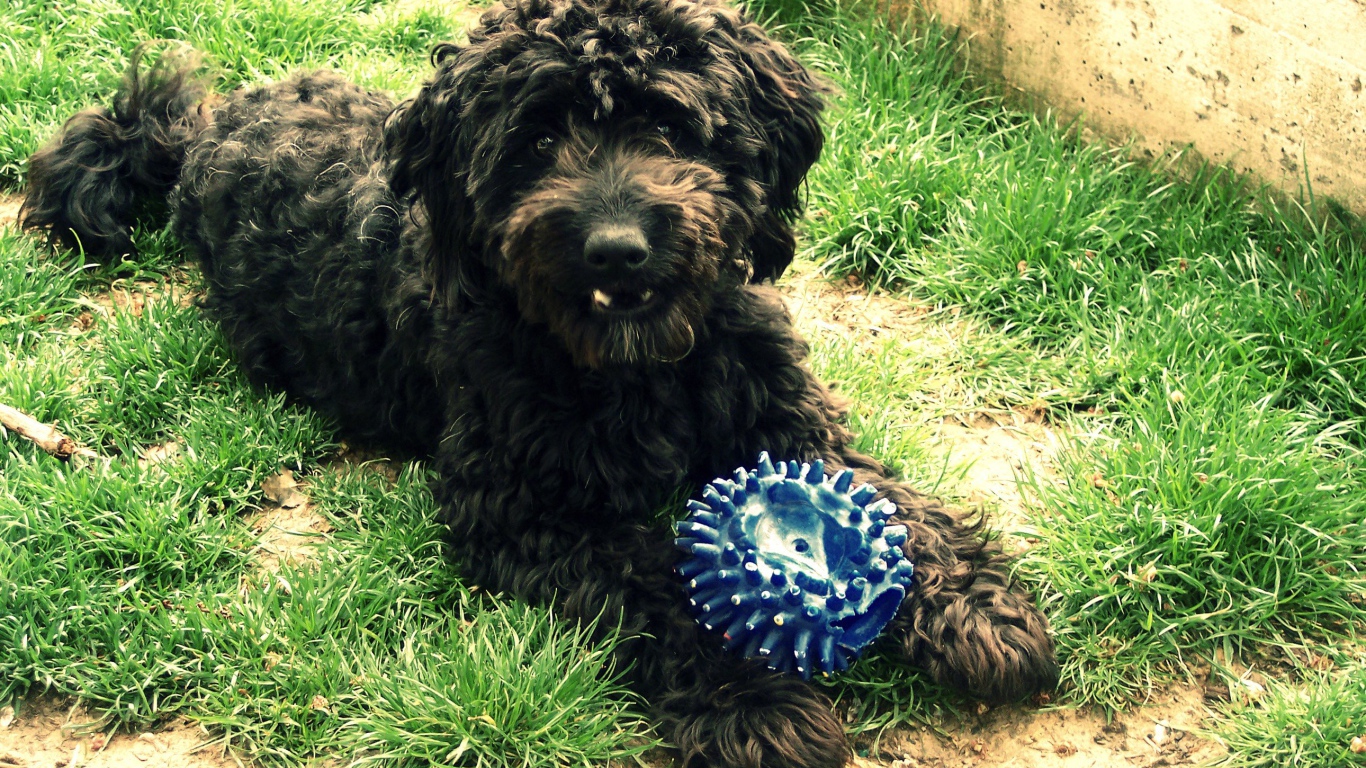 Барбет с игрушкой