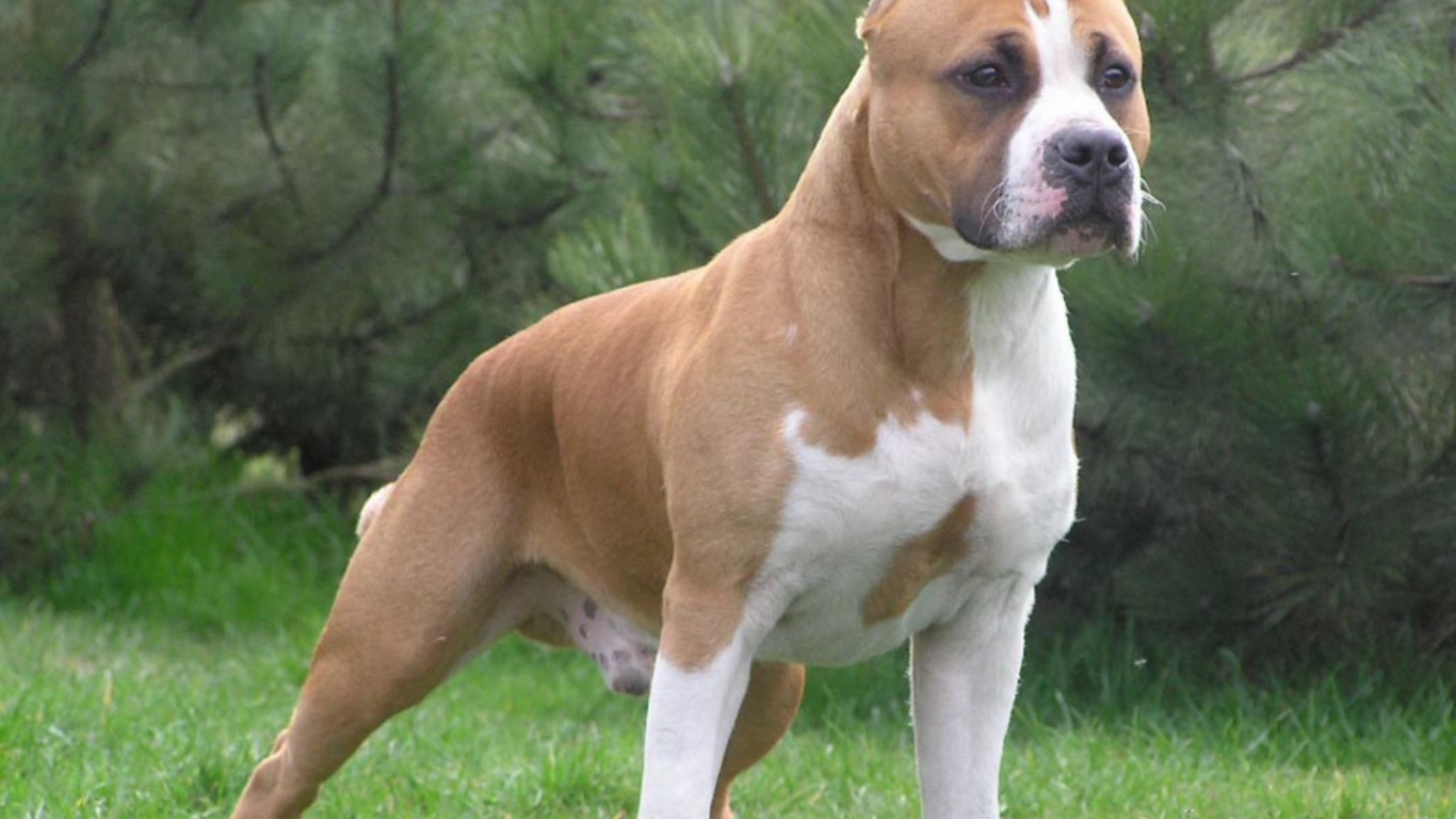 Боевая стойка американского стаффордширского терьера