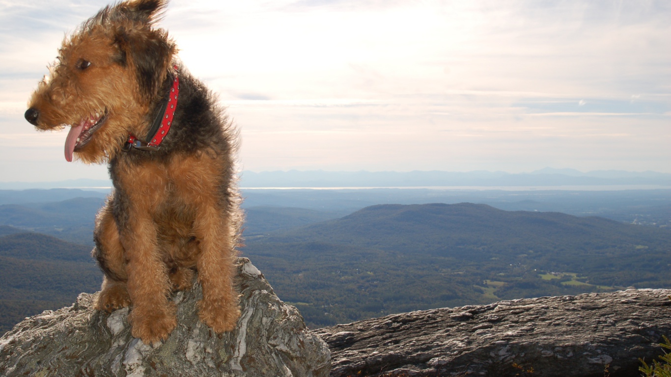 Красивый эрдельтерьер в горах