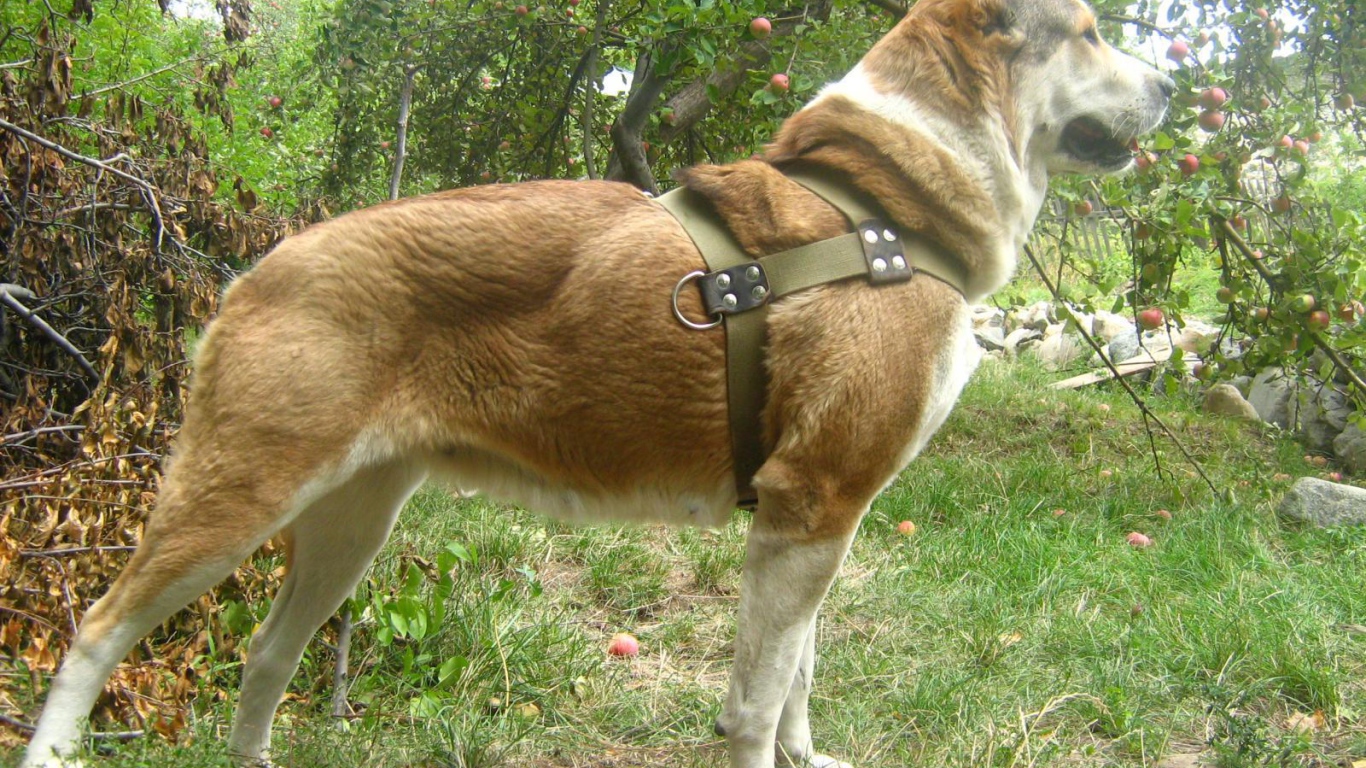 Красивая стойка алабая