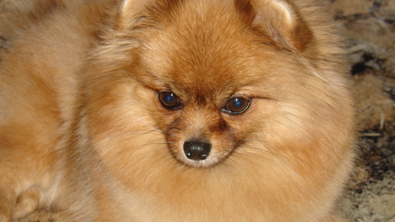 Красивый немецкий шпиц