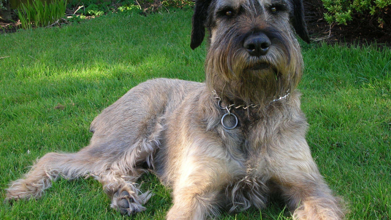 Красивый шнауцер лежит