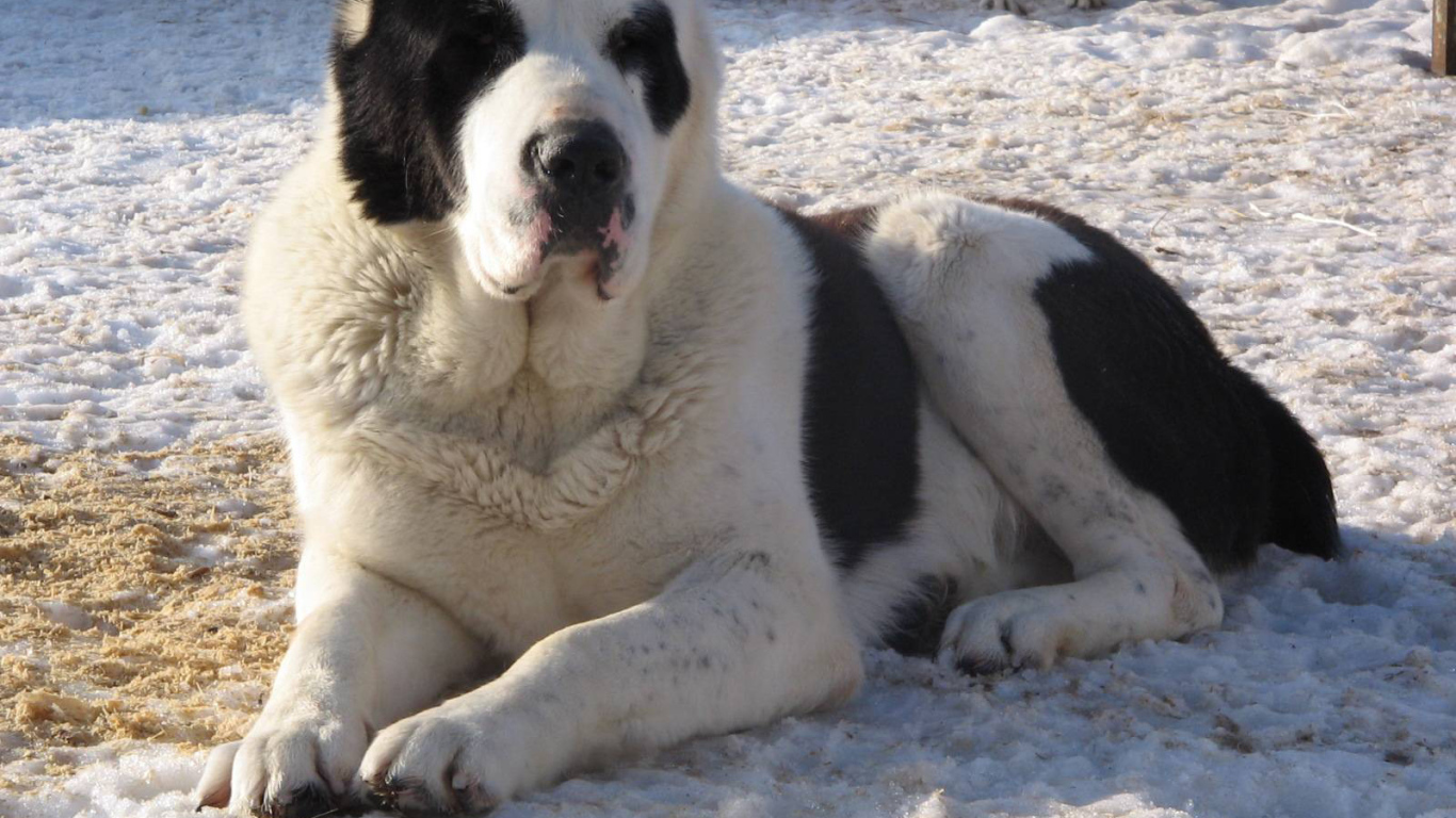 Красивый алабай в вольере