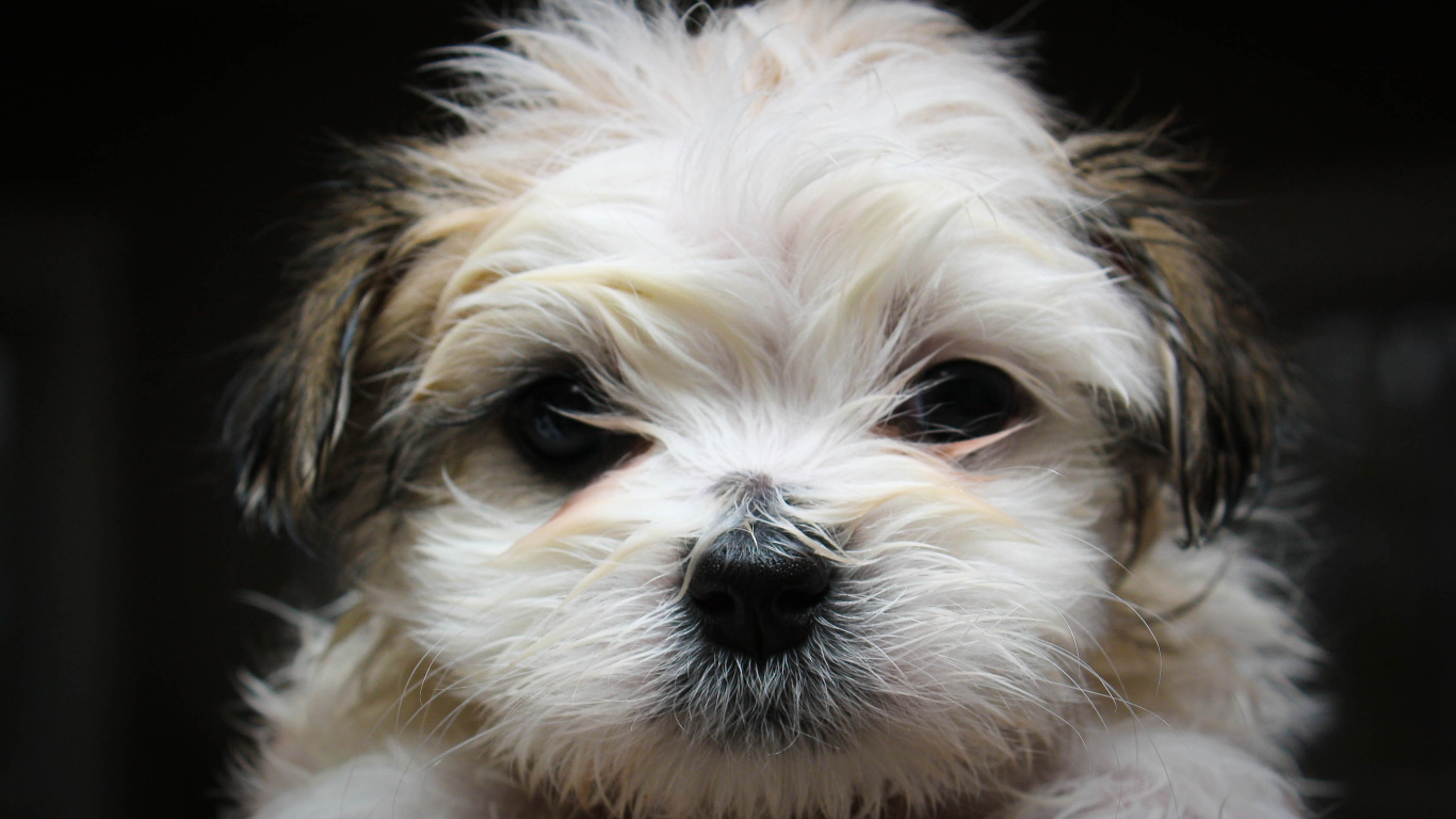 Красивая мордашка шитцу