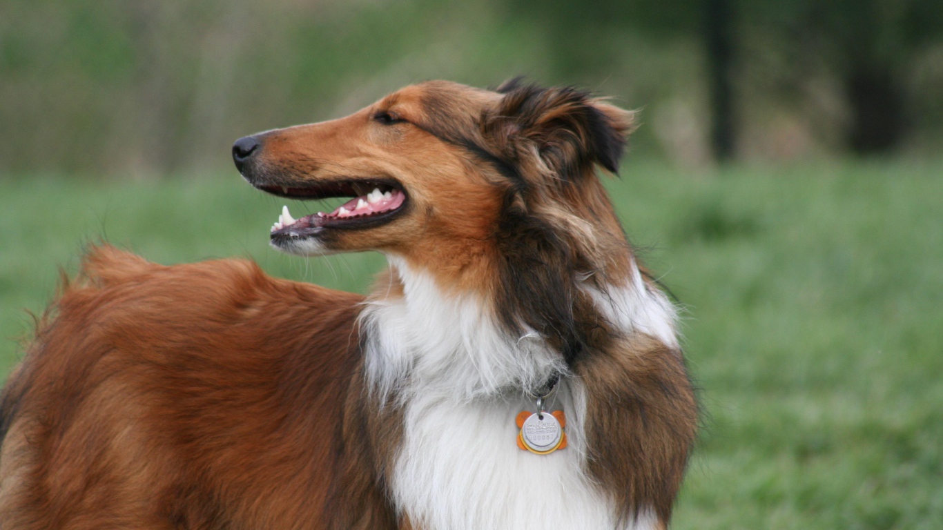 Красивый коричневый колли