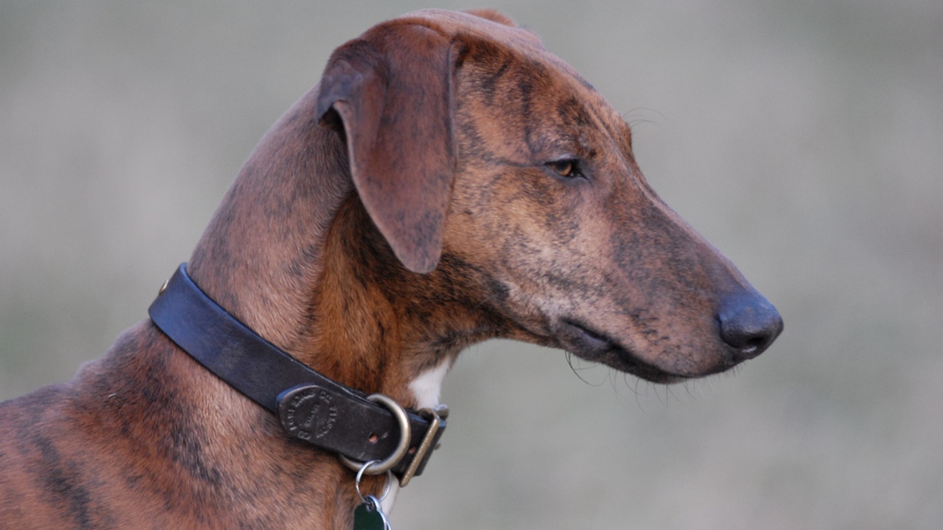 Красивая собака азавак