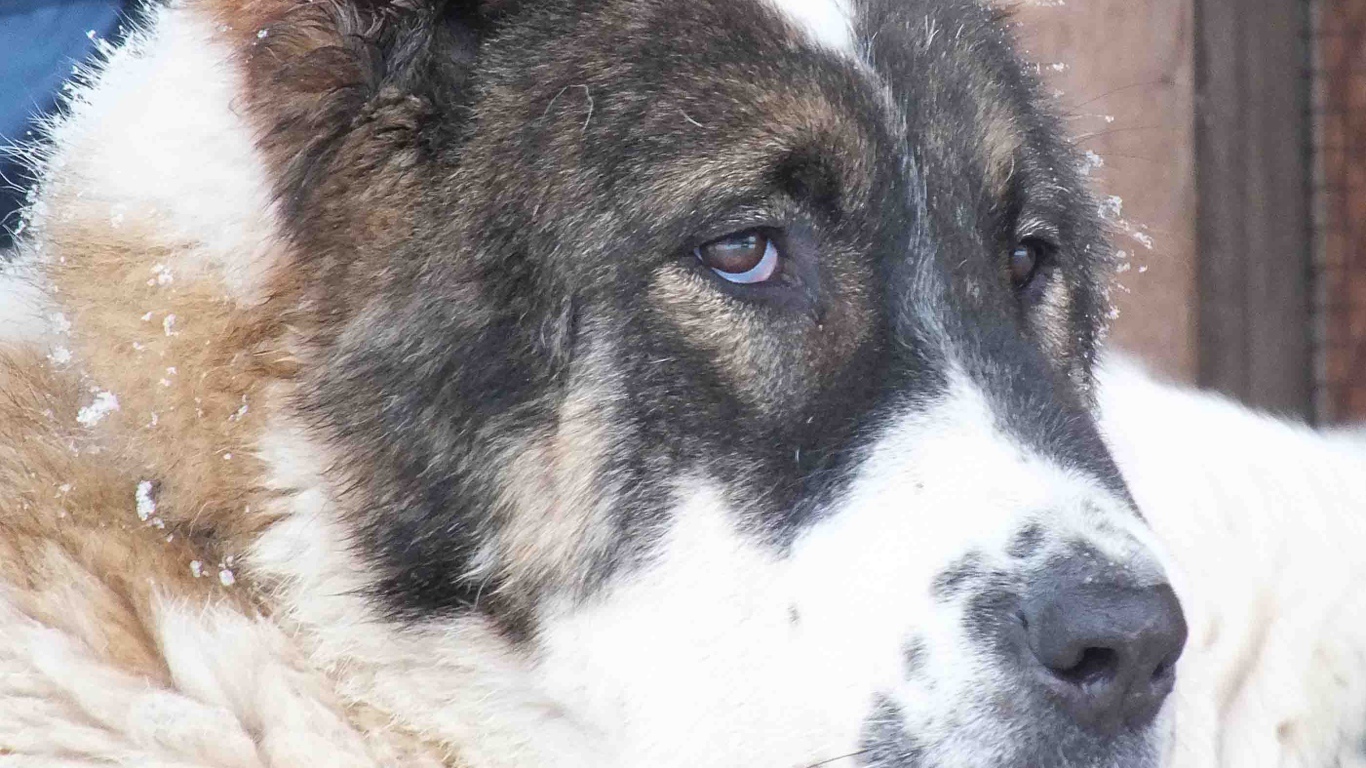 Красивые глаза алабая