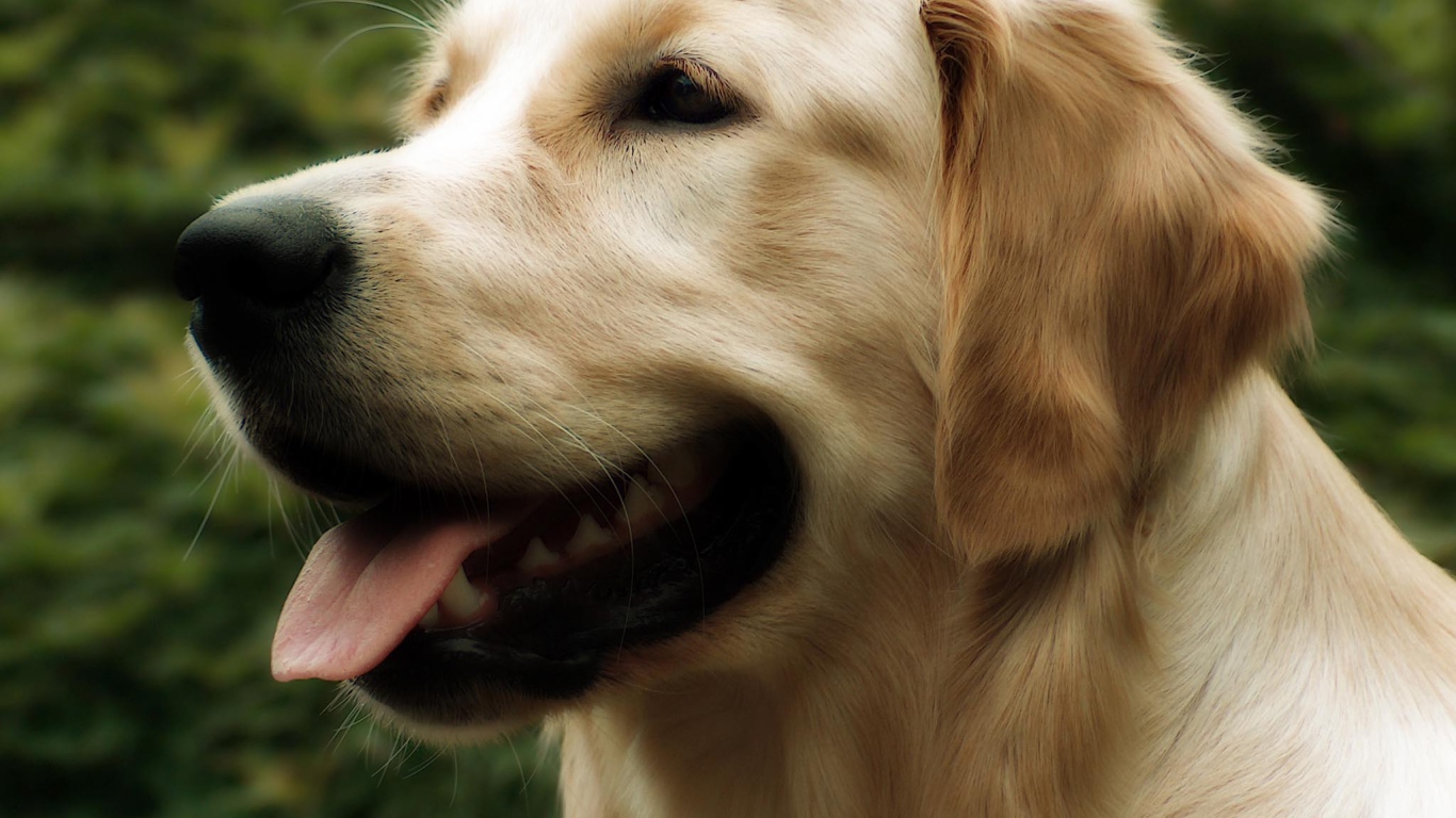 Красивый золотой ретривер