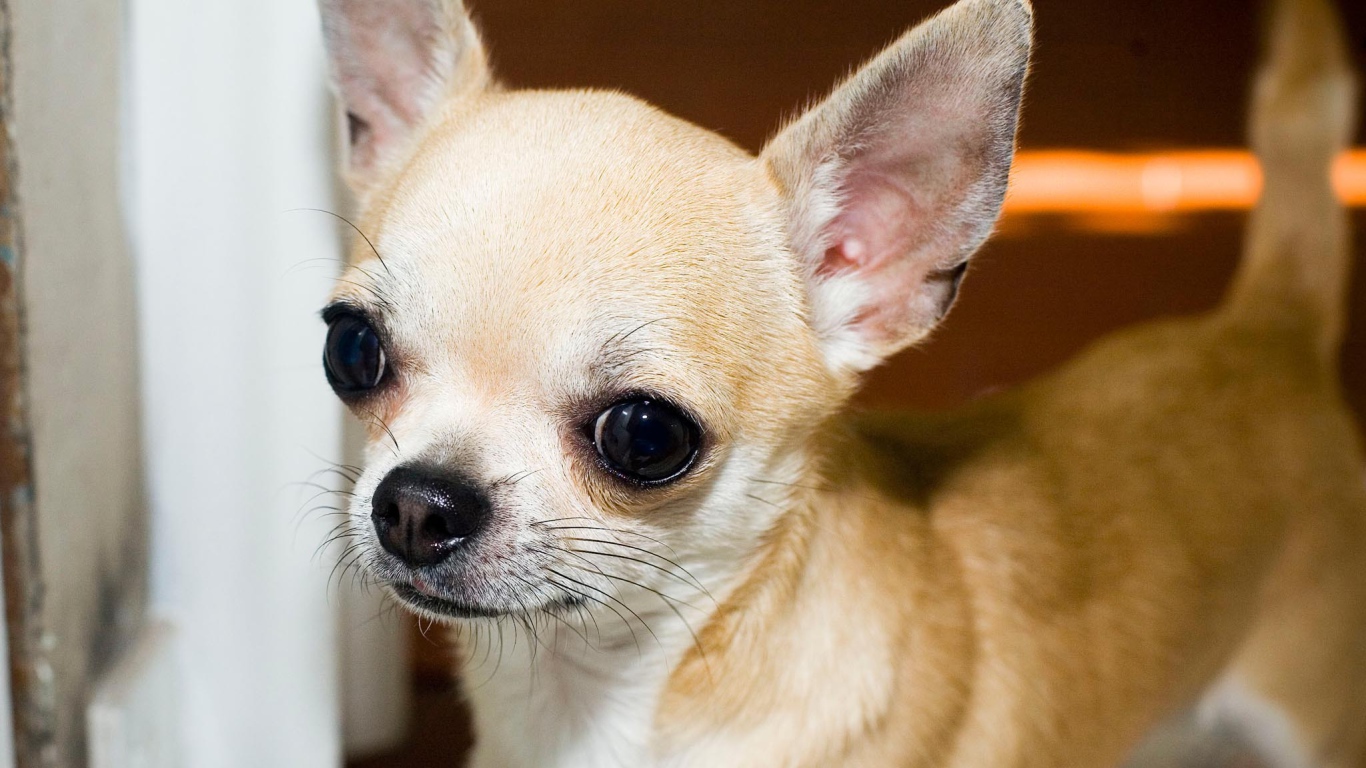 Красивая мордашка чихуахуа