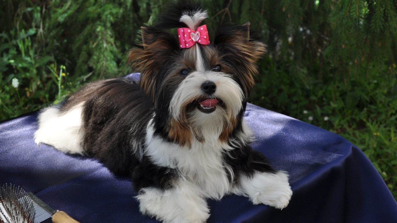 Бивер йорк модница