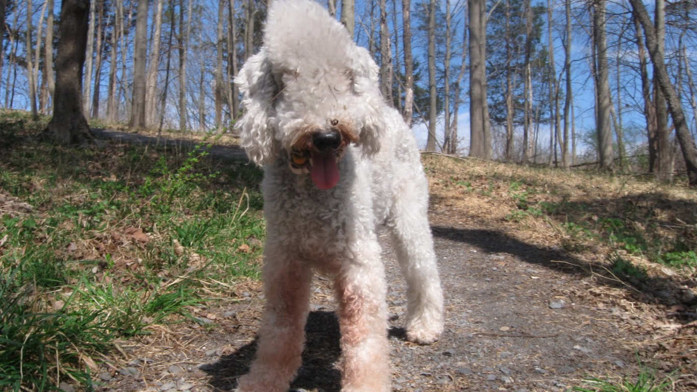 Бедлингтон терьер гуляет в лесу