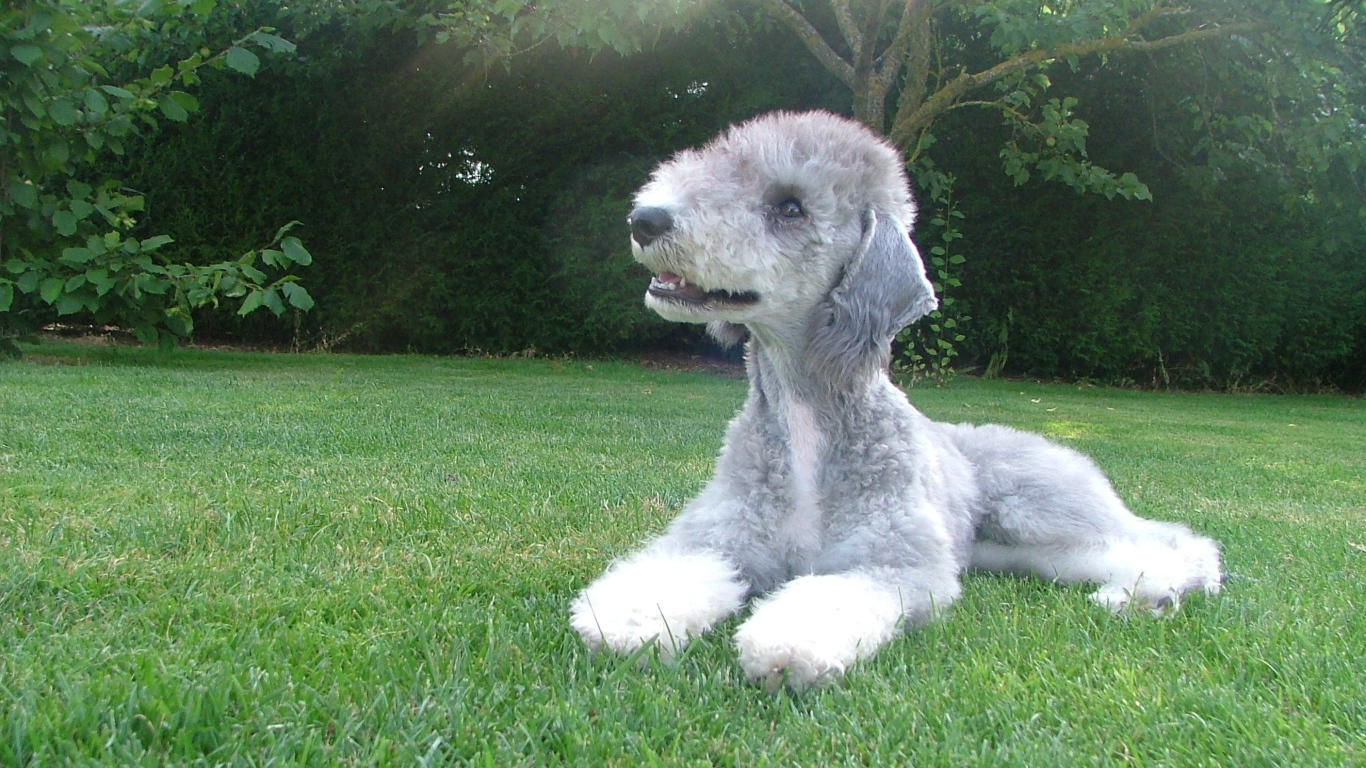 Собака бедлингтон терьер на траве