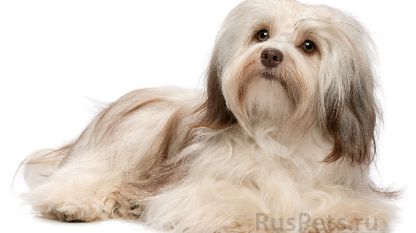 Болонка бишон лежит