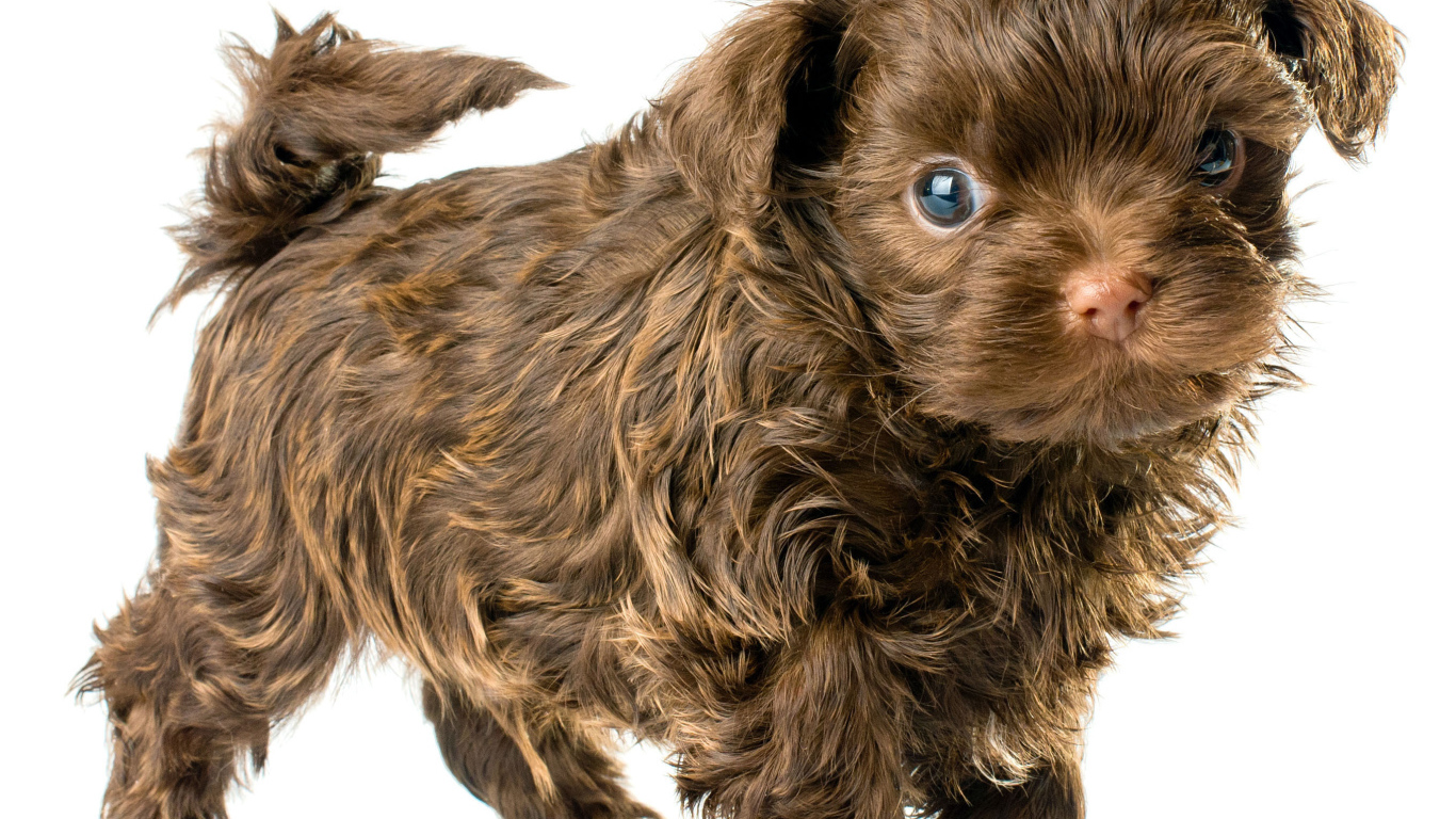 Болонка коричневого цвета