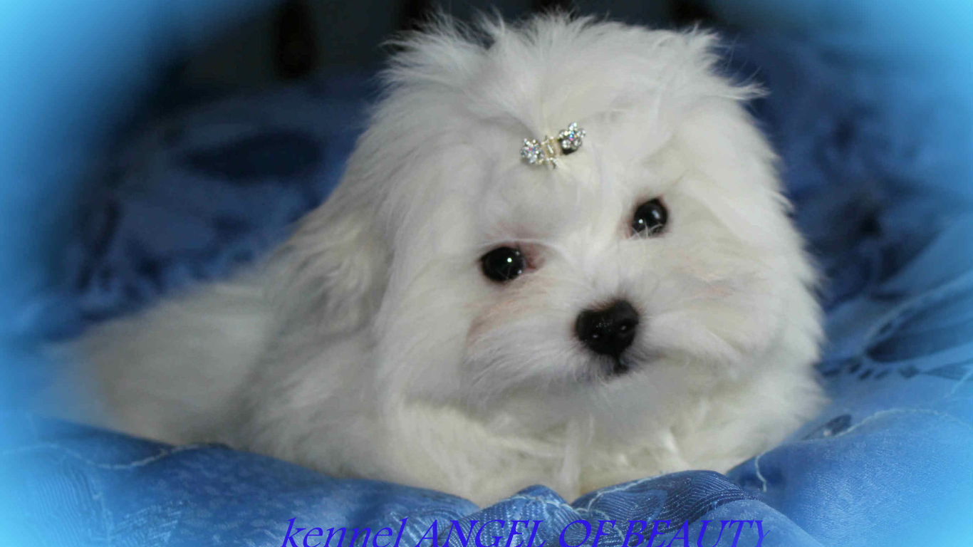 Болонка собака ангел