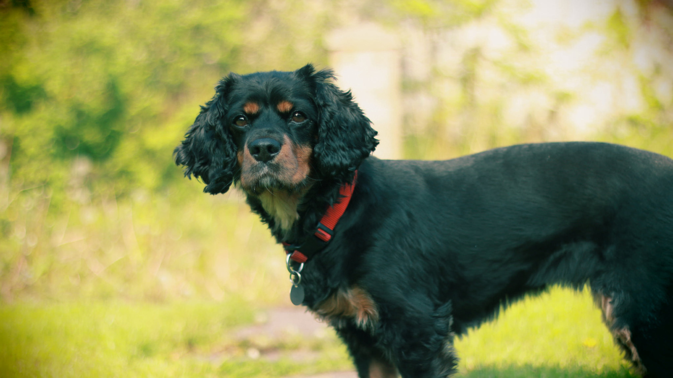 Черный кавалер кинг чарльз спаниель