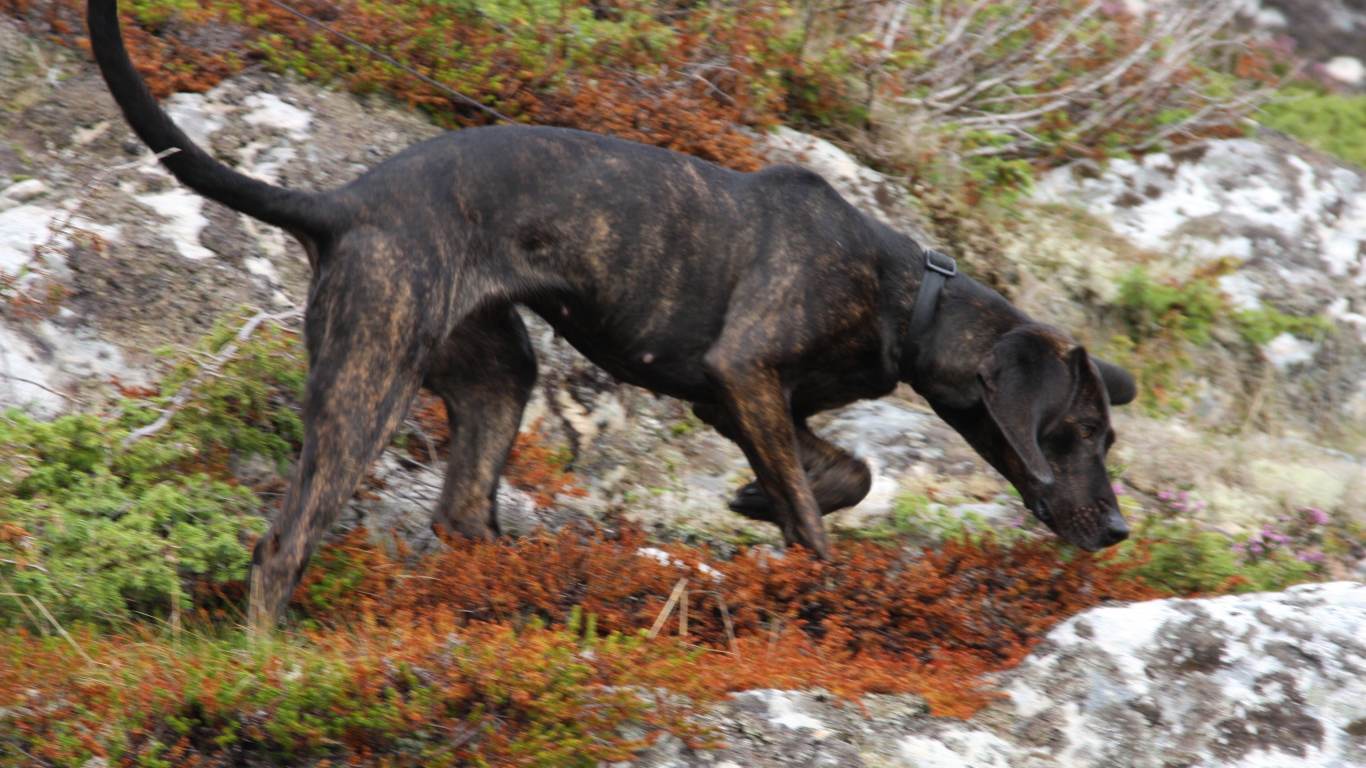 Черная фараонова собака