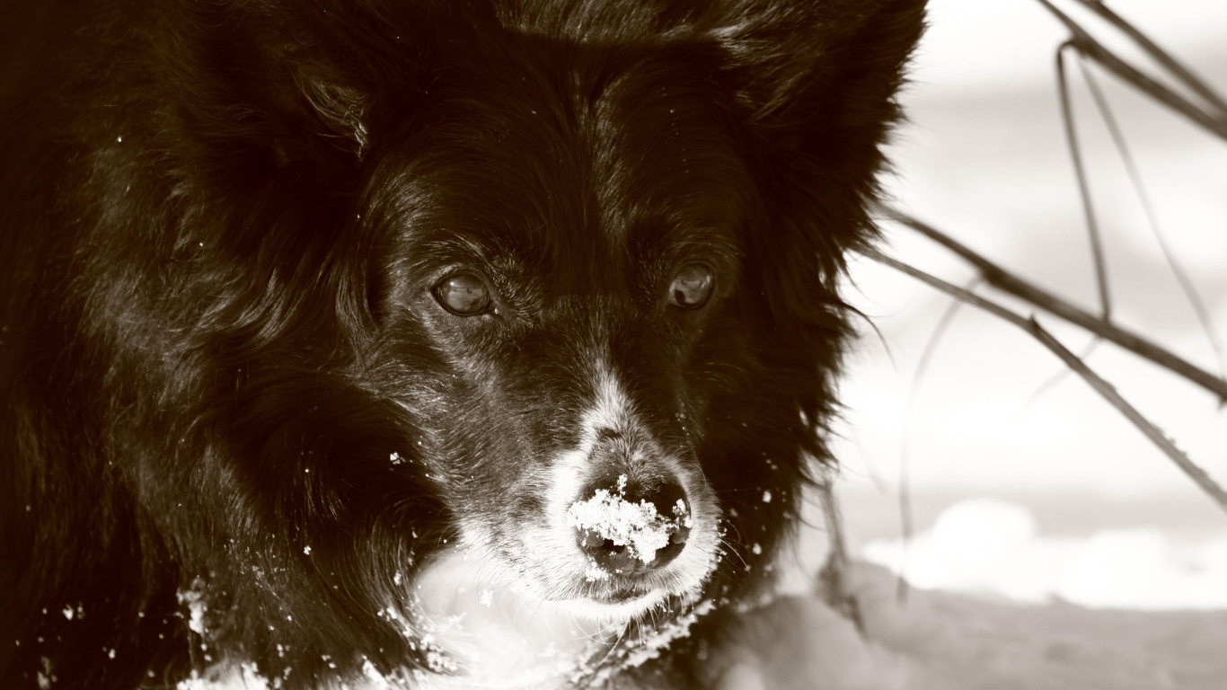 Черная колли в снегу