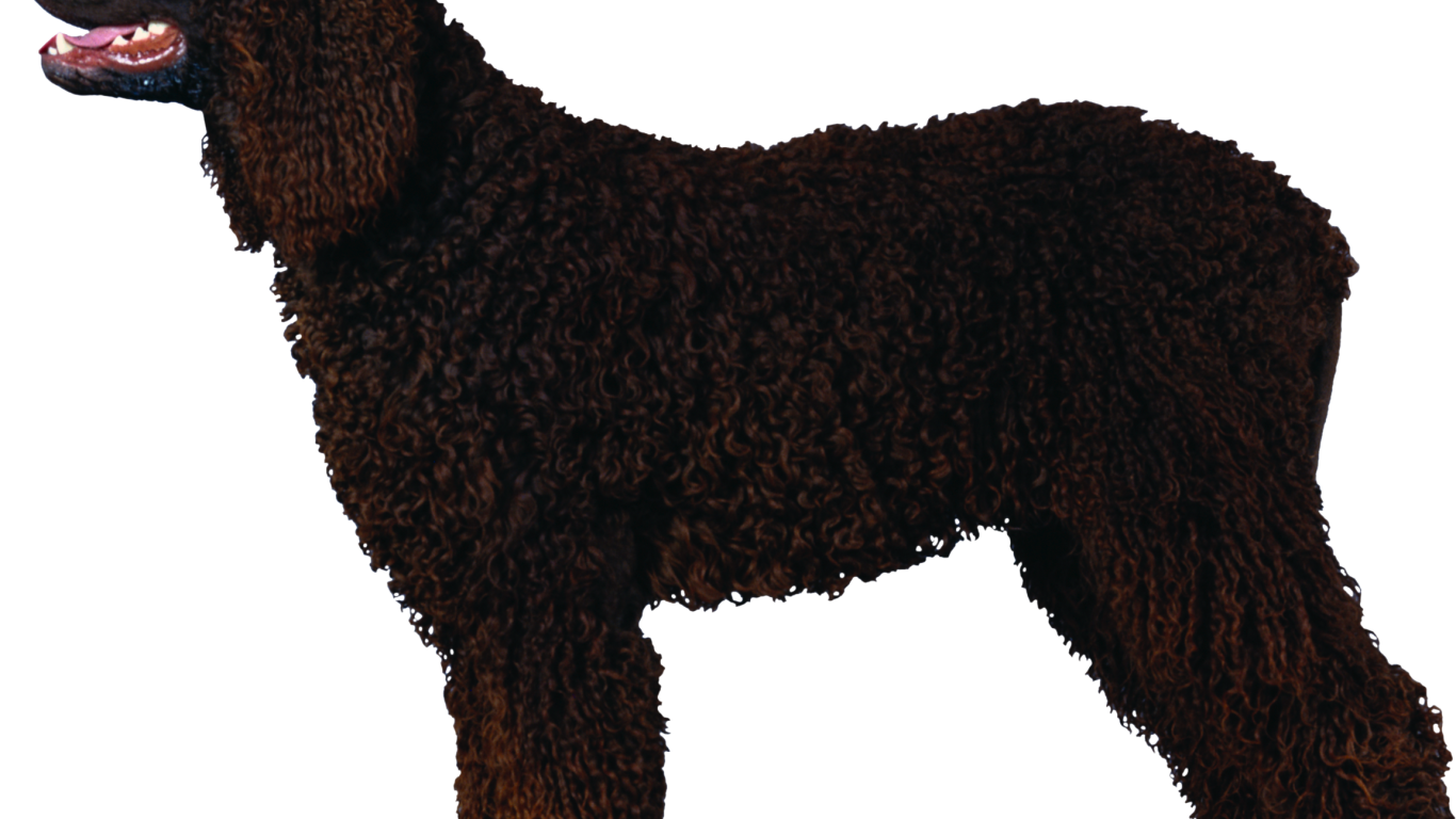 Черный кучерявый пудель